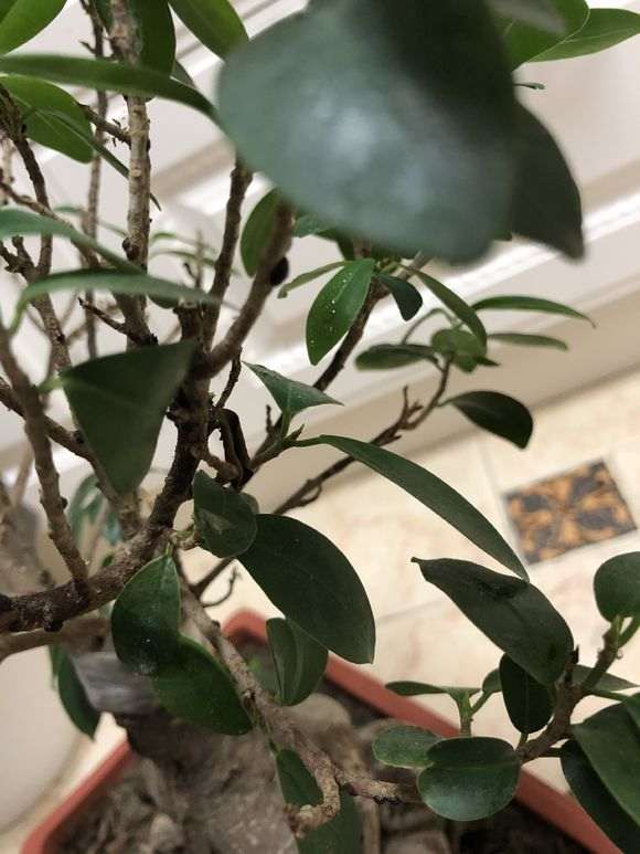 榕树下山桩有黑色的小包 是什么原因 图片