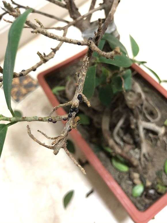 榕树下山桩有黑色的小包 是什么原因 图片