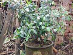 西安榕树下山桩 可以安全过冬吗 图片