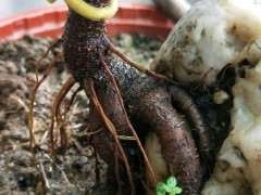 我对鸟屎榕树下山桩进行的盘扎 图片