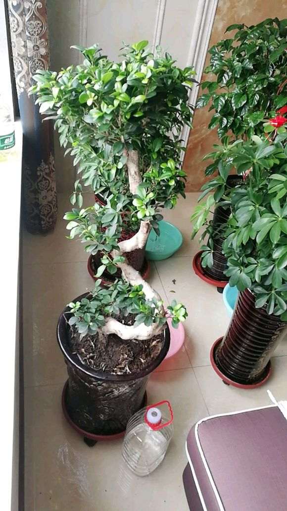 怎么判断榕树下山桩浇水 是不是透了 图片