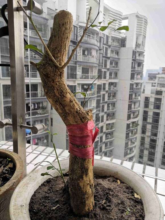 榕树下山桩根部嫁接失败 怎么办 图片