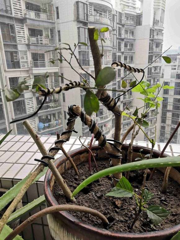 榕树下山桩根部嫁接失败 怎么办 图片