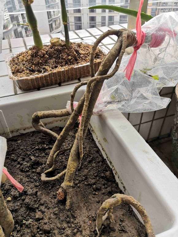 榕树下山桩根部嫁接失败 怎么办 图片