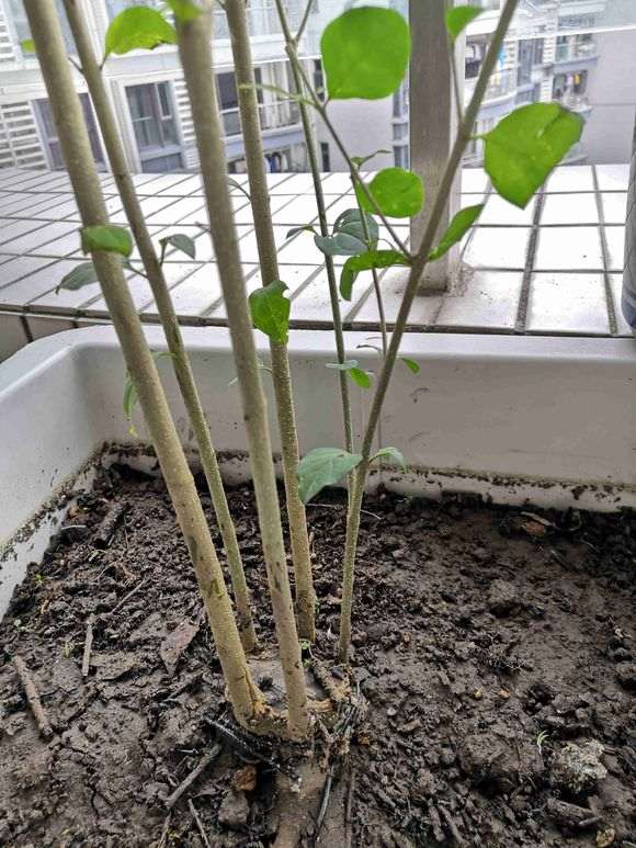 榕树下山桩根部嫁接失败 怎么办 图片