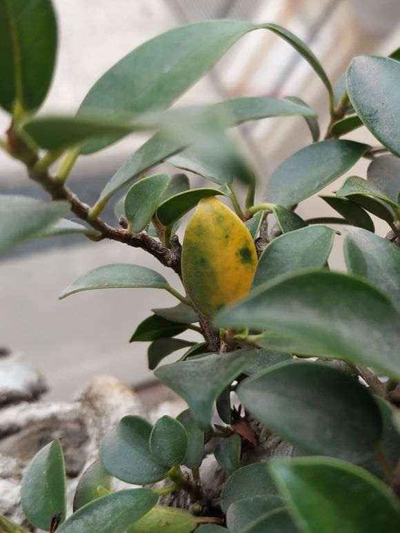 榕树下山桩叶子发黄 还总掉 怎么办 图片