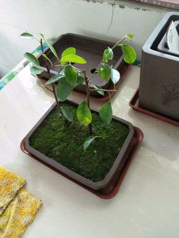 榕树下山怎么拿弯造型的方法 图片