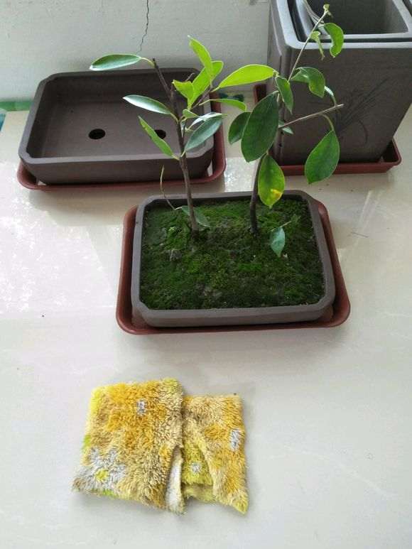 榕树下山怎么拿弯造型的方法 图片