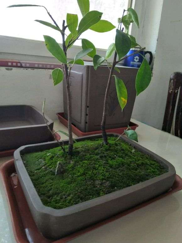 榕树下山怎么拿弯造型的方法 图片