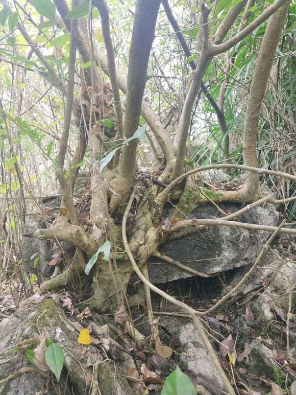 这个黄榕树下山桩能要吗 图片