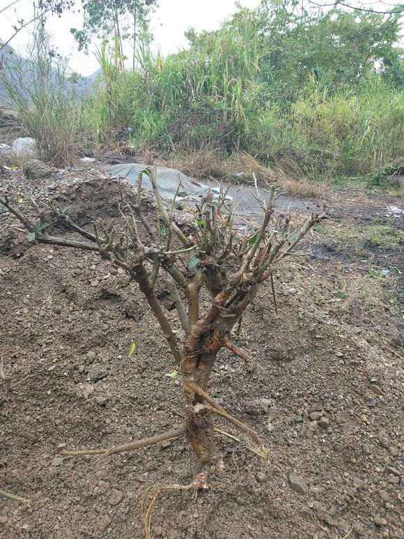 这个黄榕树下山桩能要吗 图片