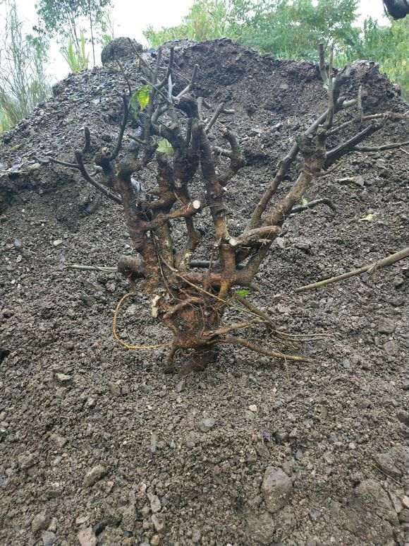 这个黄榕树下山桩能要吗 图片