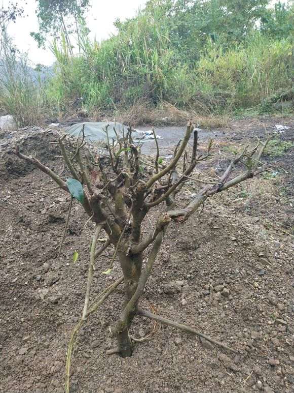 这个黄榕树下山桩能要吗 图片