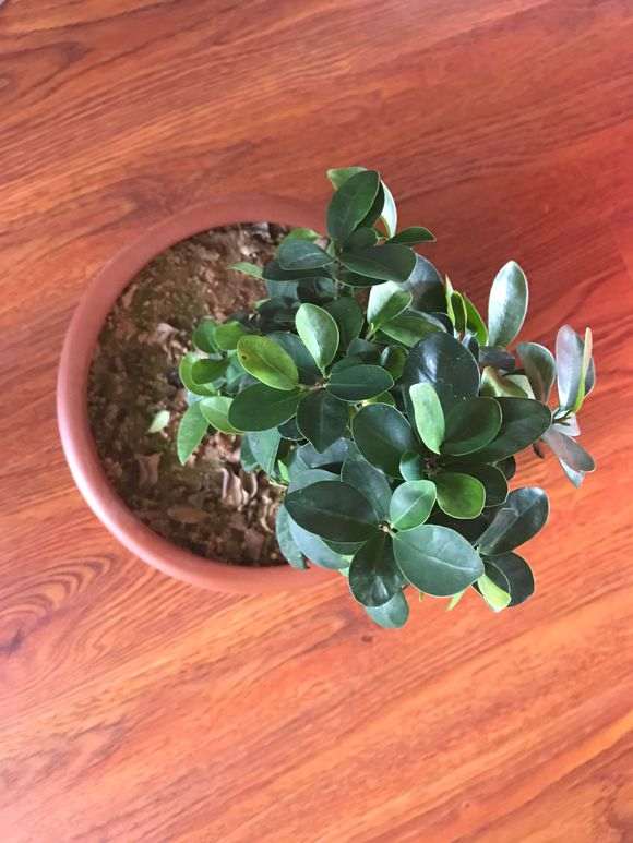 榕树下山桩这时候可以只换土不换盆 图片