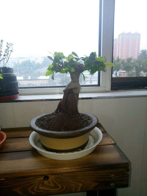 榕树下山桩这时候可以只换土不换盆 图片