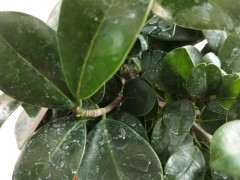 榕树下山桩适合什么土栽培最好 图片