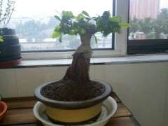 不知道买个什么榕树下山桩最好