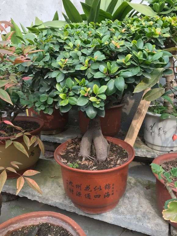 人参榕树下山桩 买来以后 叶子长的很茂盛