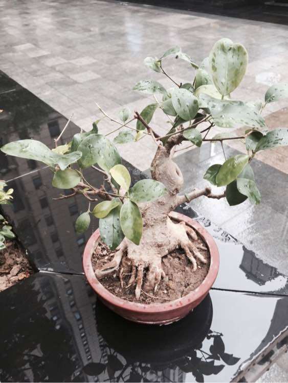 为什么小点的白榕树下山桩不好找了 图片