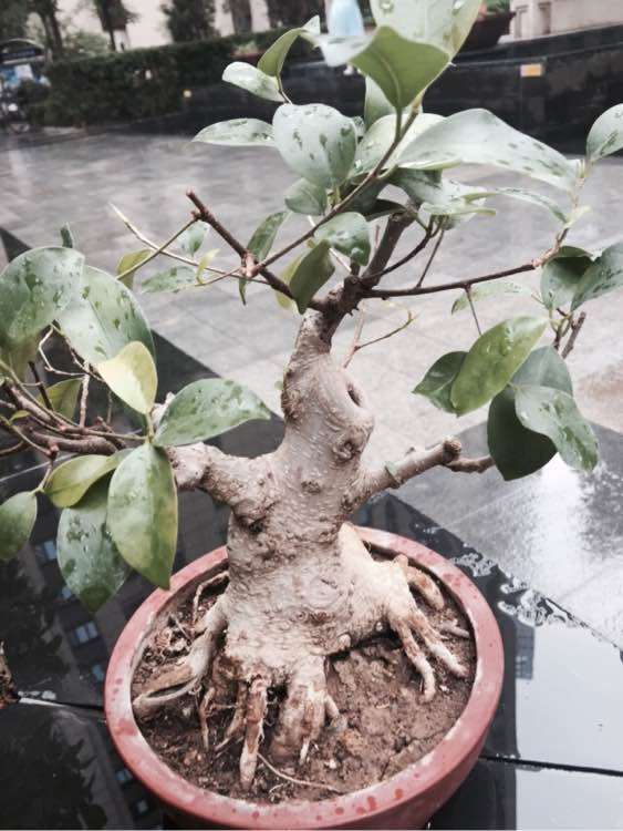 为什么小点的白榕树下山桩不好找了 图片