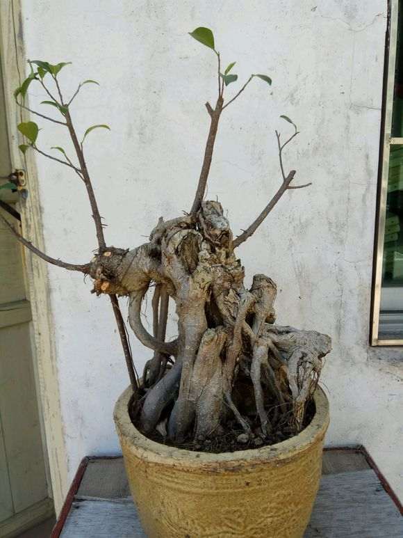 路边捡的榕树下山桩 大部分已枯死 图片