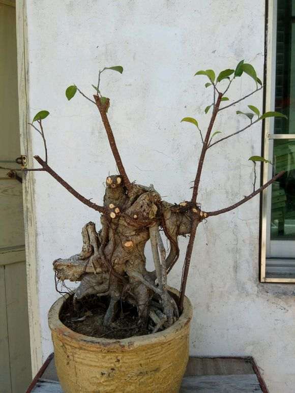 路边捡的榕树下山桩 大部分已枯死 图片