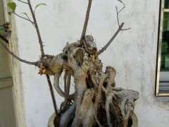 路边捡的榕树下山桩 大部分已枯死 图片