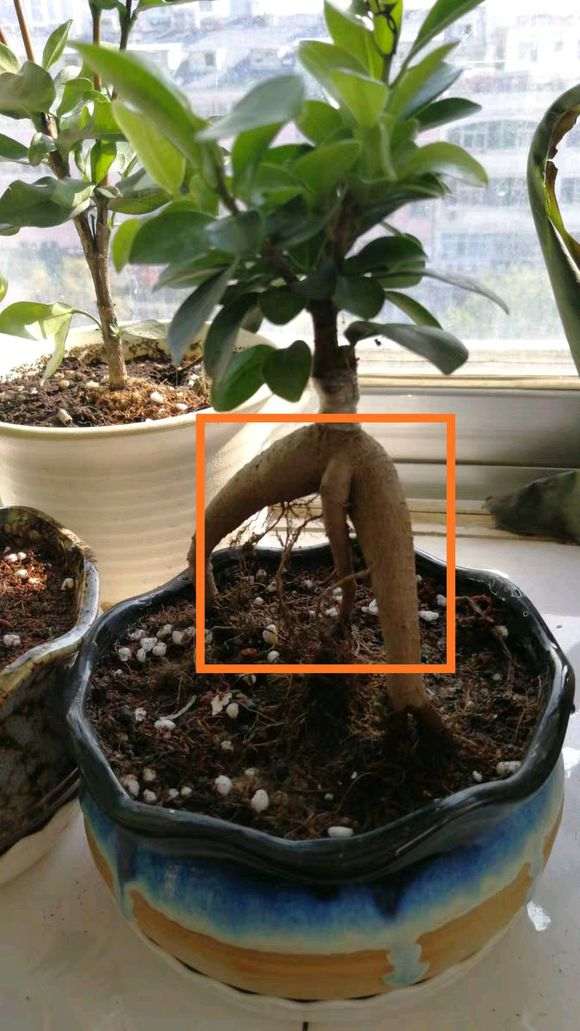 两颗人参榕树下山桩的根部怎么嫁接在一起