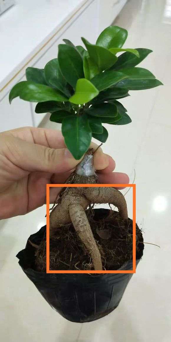 两颗人参榕树下山桩的根部怎么嫁接在一起