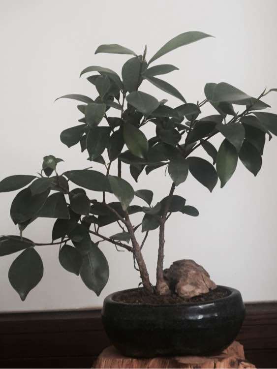 我自己扦插成活的人参榕树下山桩 可以吗