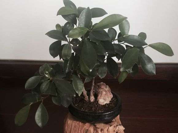 我自己扦插成活的人参榕树下山桩 可以吗