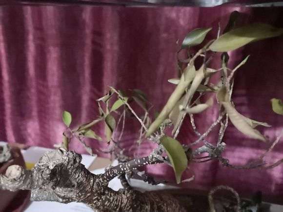 求助 虎皮榕树下山桩掉叶子 怎么办 图片