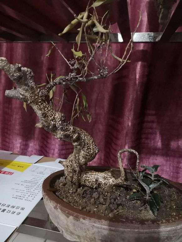 求助 虎皮榕树下山桩掉叶子 怎么办 图片