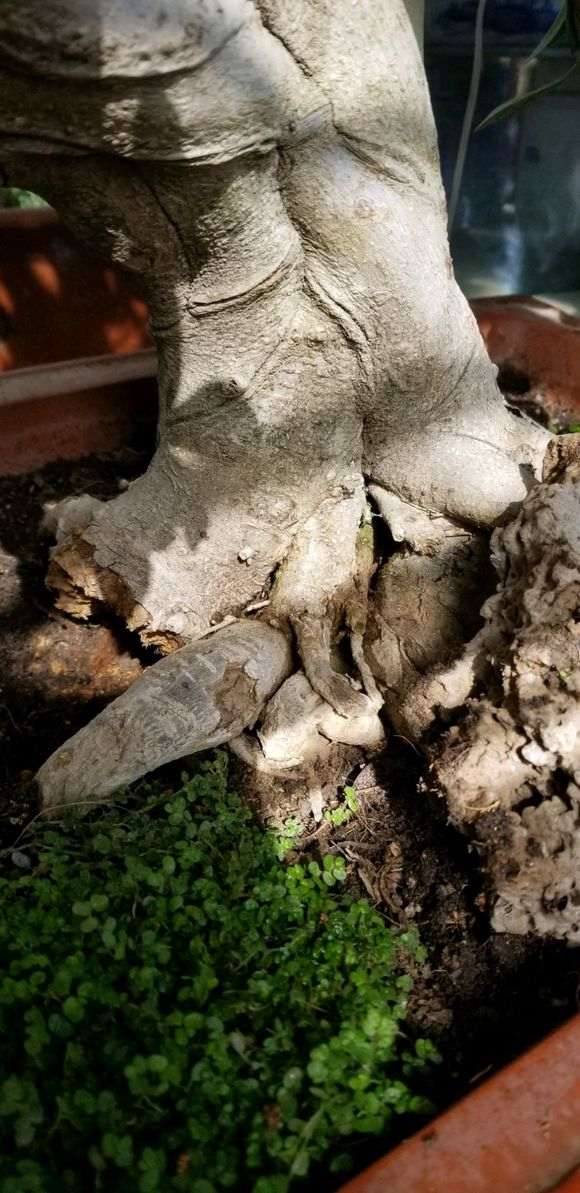 榕树下山桩的根干掉了怎么处理好 图片