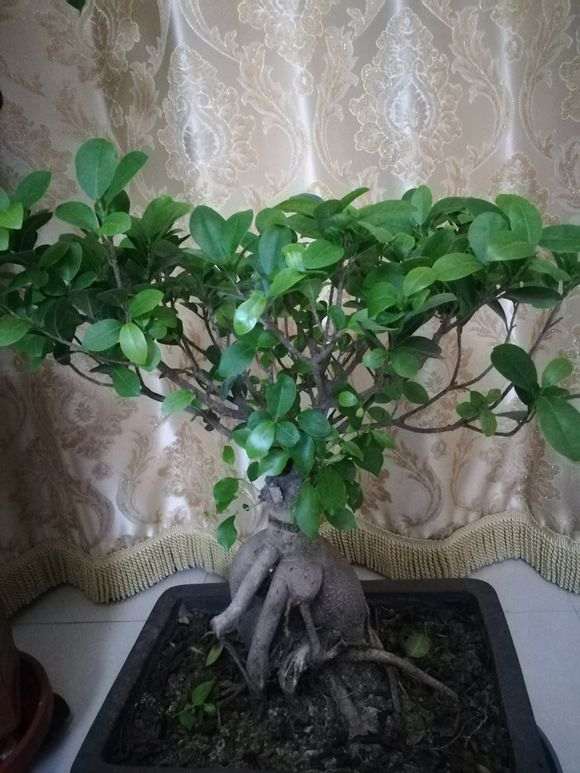 大神们 现在榕树下山桩的叶子少 图片