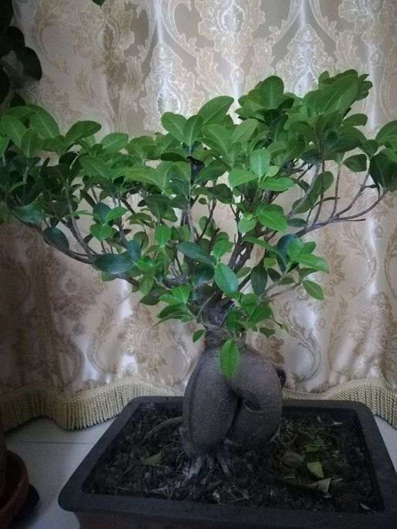 大神们 现在榕树下山桩的叶子少 图片