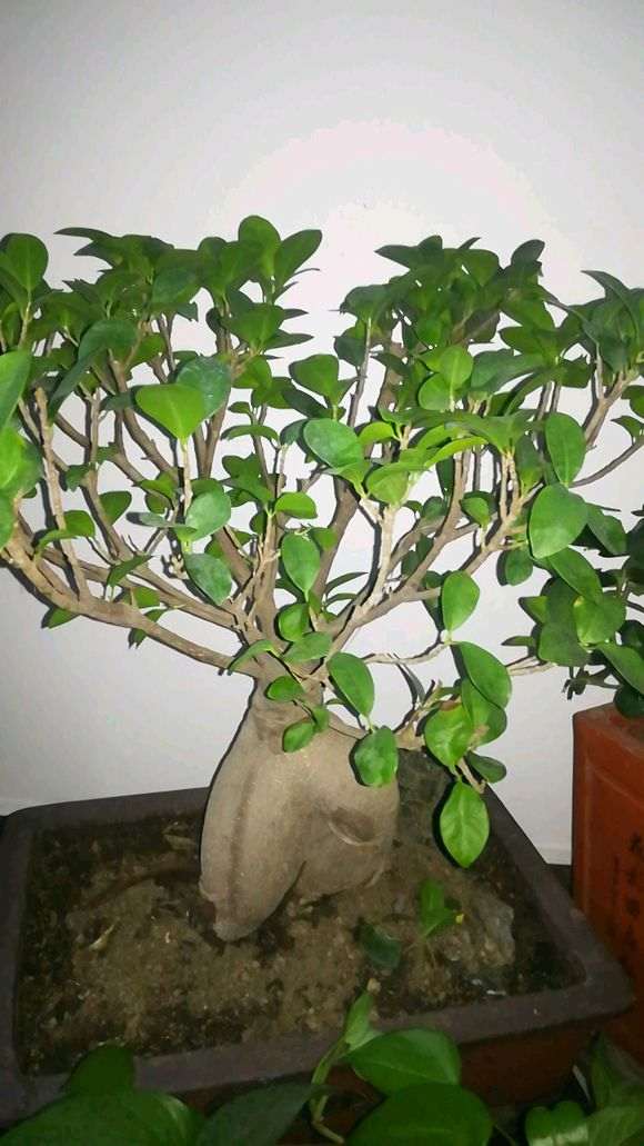 大神们 现在榕树下山桩的叶子少 图片