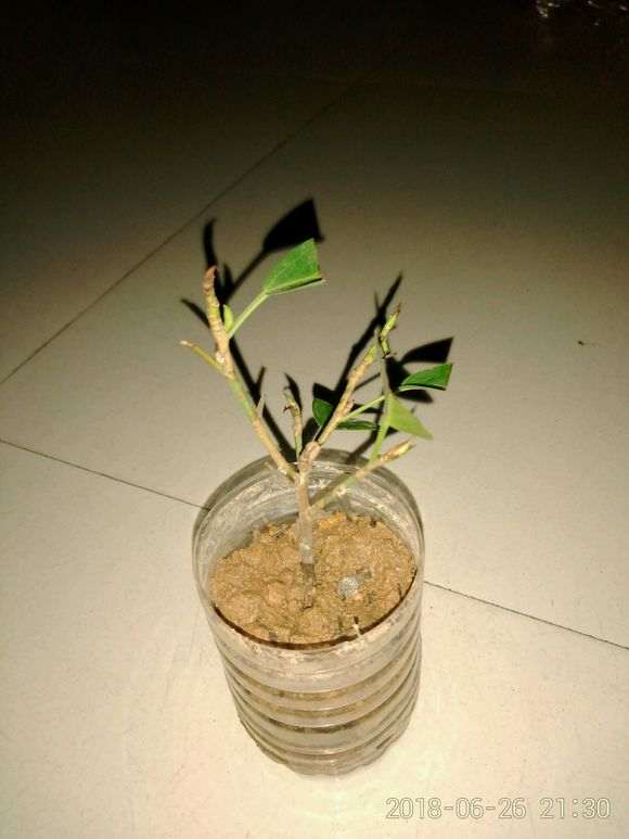 榕树下山桩树干上的枝子 可以扦插吗 图片