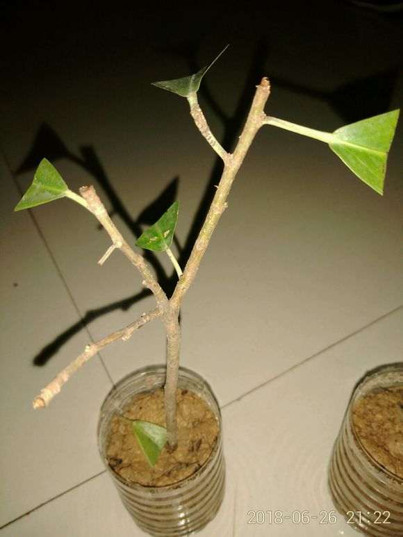 榕树下山桩树干上的枝子 可以扦插吗 图片