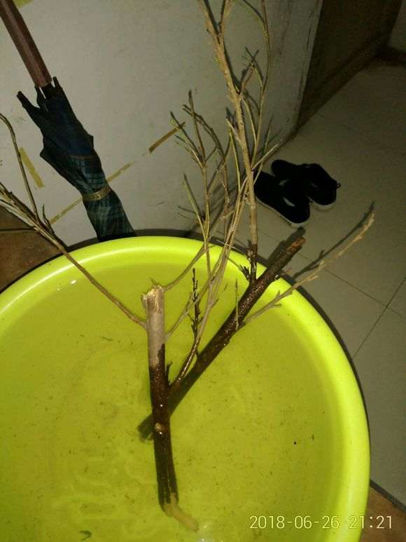 榕树下山桩树干上的枝子 可以扦插吗 图片