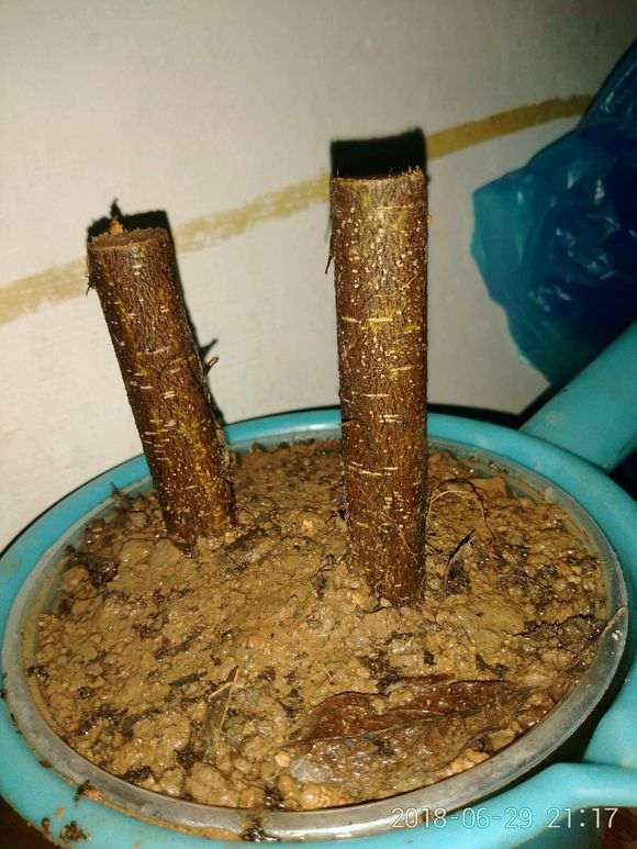 榕树下山桩树干上的枝子 可以扦插吗 图片