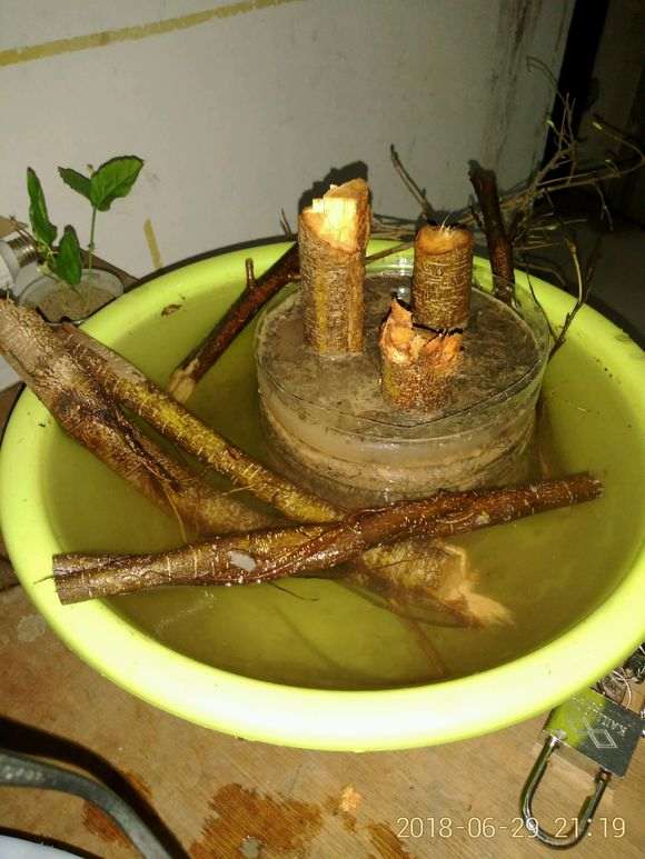 榕树下山桩树干上的枝子 可以扦插吗 图片