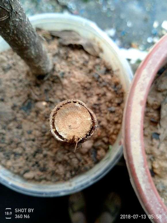 榕树下山桩树干上的枝子 可以扦插吗 图片