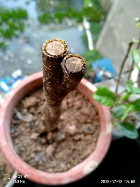 榕树下山桩树干上的枝子 可以扦插吗 图片