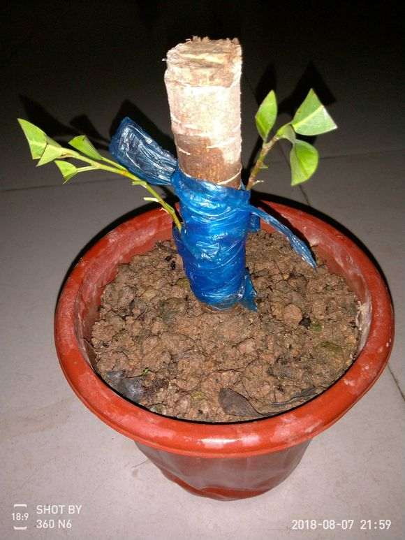 榕树下山桩树干上的枝子 可以扦插吗 图片