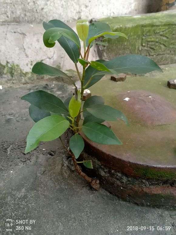 榕树下山桩树干上的枝子 可以扦插吗 图片