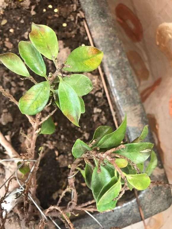 榕树下山桩换土之后怎么浇水的方法 图片