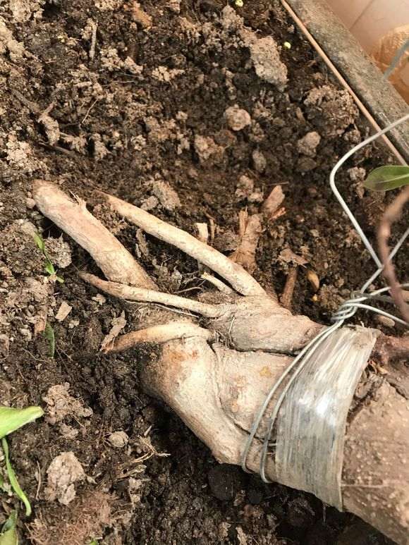 榕树下山桩换土之后怎么浇水的方法 图片