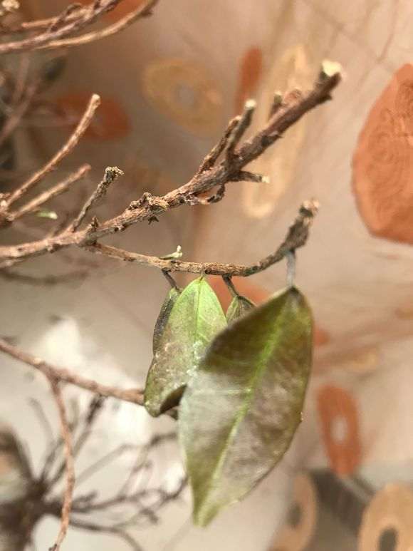 榕树下山桩换土之后怎么浇水的方法 图片