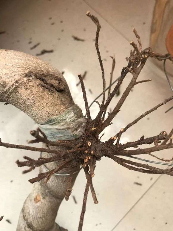 榕树下山桩换土之后怎么浇水的方法 图片